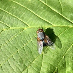 Calliphora dubia