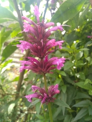 Agastache mexicana