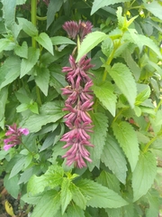 Agastache mexicana