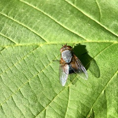 Calliphora dubia