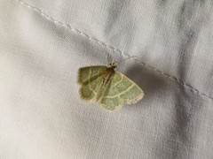 Chlorochlamys appellaria