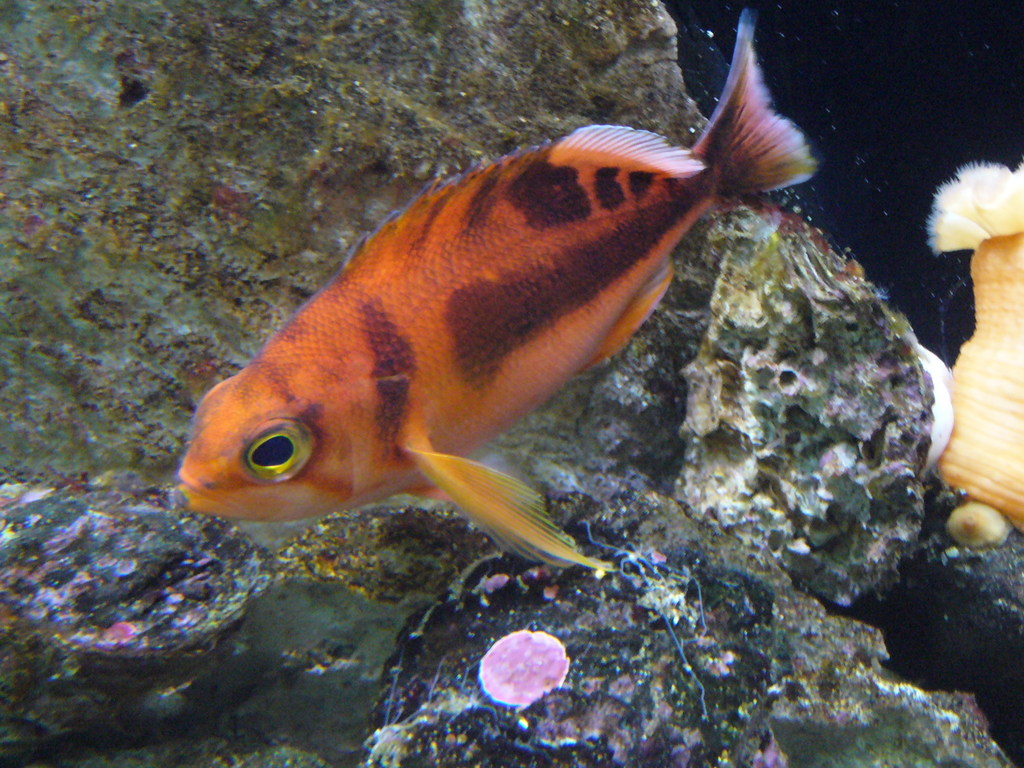 Schlegel's Red Bass