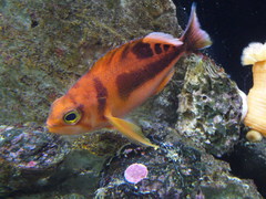 Schlegel's Red Bass photo 1