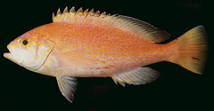 Schlegel's Red Bass photo 2