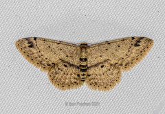 Idaea semilinea