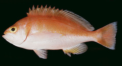 Schlegel's Red Bass photo 3