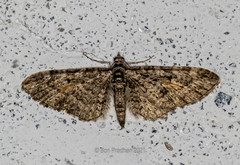 Eupithecia