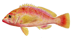 Schlegel's Red Bass photo 4