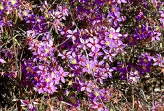 Calytrix brevifolia