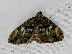 Xanthorhoe griseiviridis