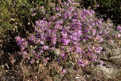 Calytrix brevifolia