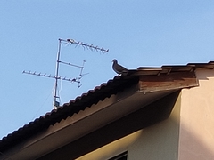 Columba livia domestica