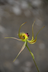 Caladenia lobata