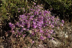 Calytrix brevifolia