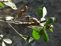 Callirhytis quercusbatatoides