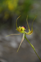 Caladenia lobata