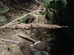 Callirhytis quercusbatatoides