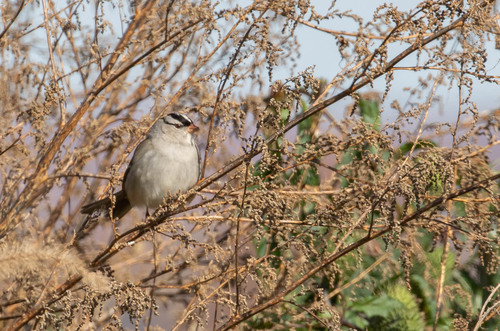 White-crowned Sparrow photographed in Virginia
