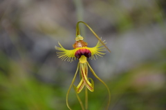 Caladenia lobata