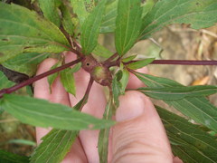 Procecidochares alani