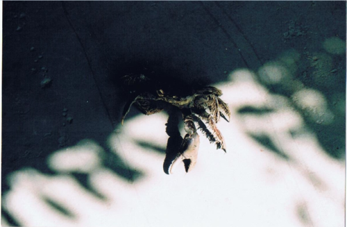 Ucides cordatus