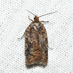 Acleris braunana