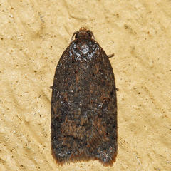 Acleris semiannula