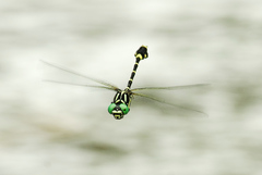 Melligomphus viridicostus