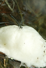 Paracercion calamorum