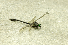 Asiagomphus melaenops