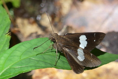Notocrypta curvifascia