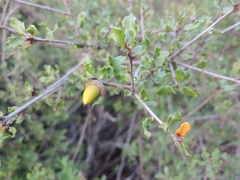 Quercus dumosa