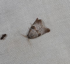 Acatapaustus mesoleuca