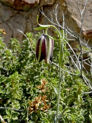 Fritillaria