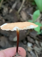 Gymnopus dryophilus