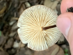 Gymnopus dryophilus