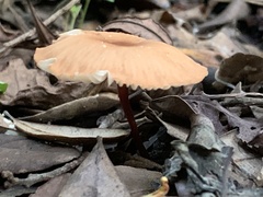 Gymnopus dryophilus