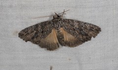 Crioa acronyctoides