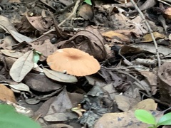 Gymnopus dryophilus