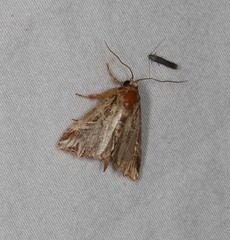 Callopistria coelisigna