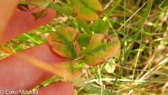 Trifolium hybridum