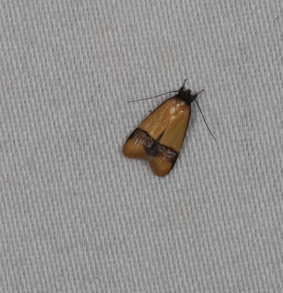 Coesyra philoxena