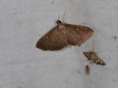 Pramadea lunalis