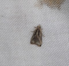 Dactylioglypha tonica