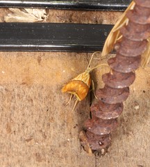 Crocanthes zonodesma