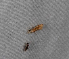 Erechthias citrinopa