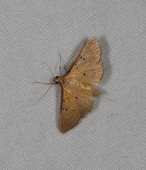 Ectadiosoma straminea