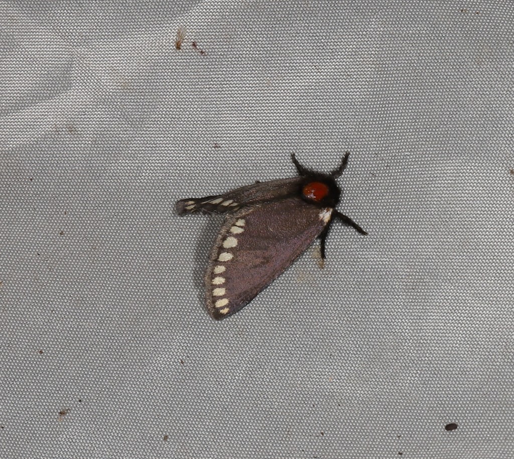 Epicoma barnardi