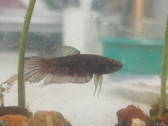 Betta pugnax