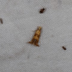 Erechthias citrinopa